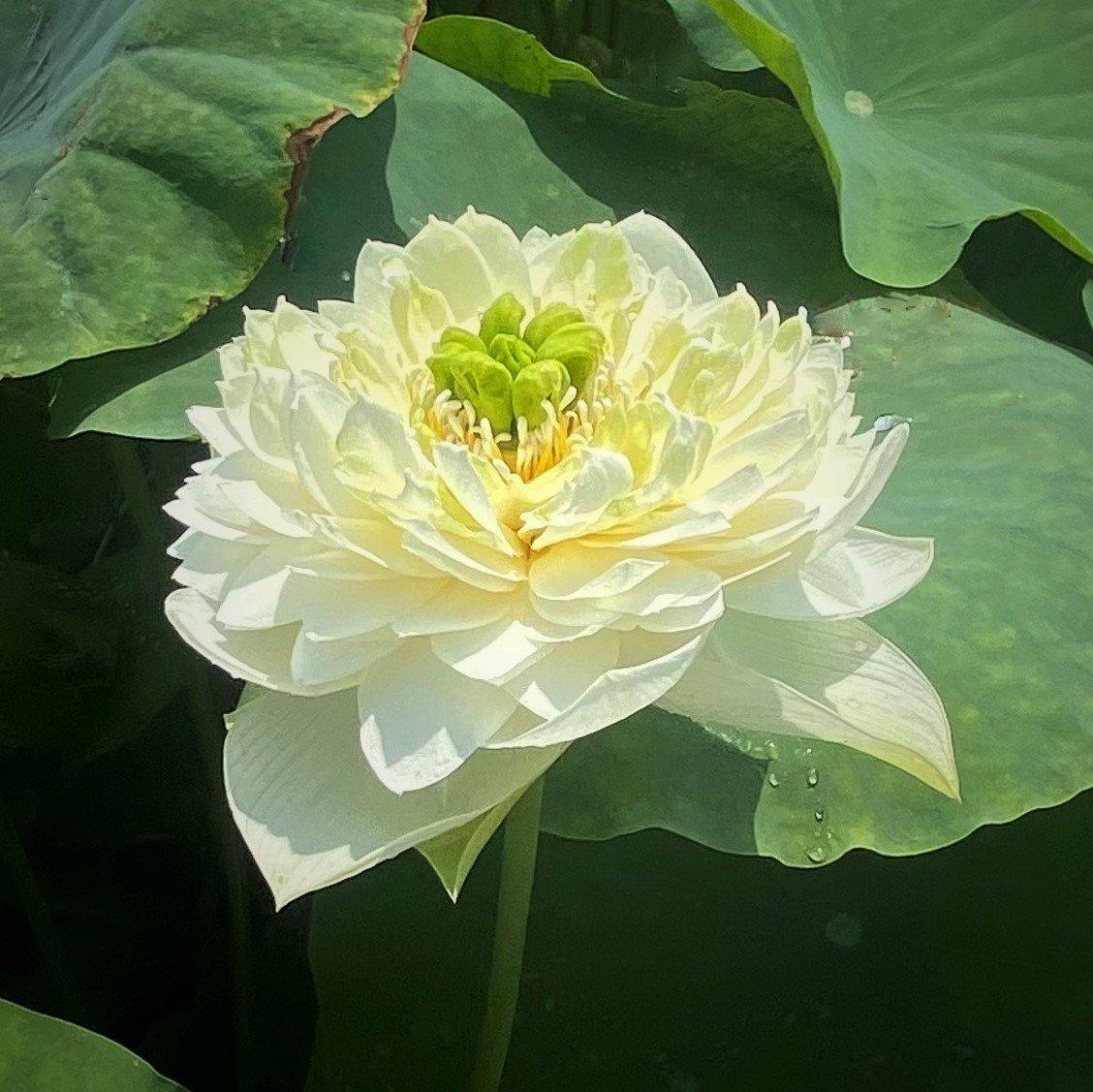 Golden Autumn Lotus (Bare Root) - Play It Koi