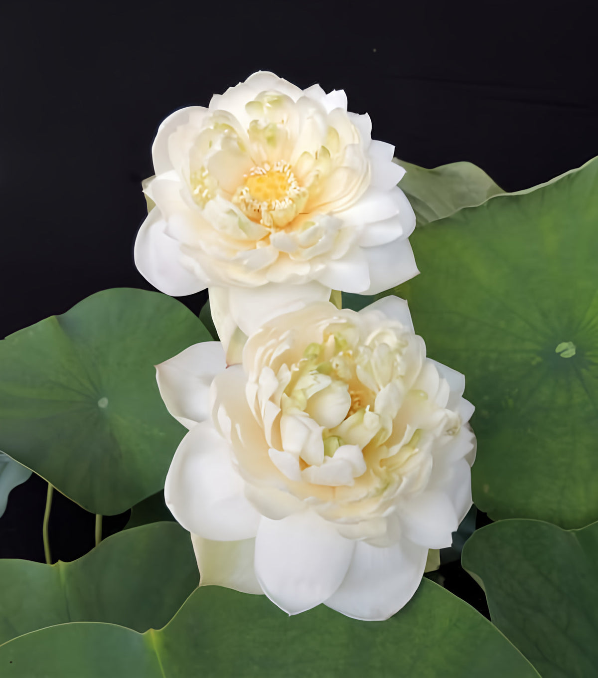 Golden Horse in Jade Palace Lotus (Bare Root) - Play It Koi