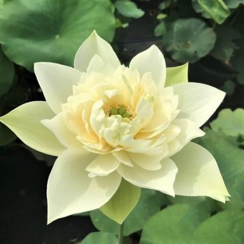 Golden Phoenix - Lovely Yellow Lotus (Bare Root) - Play It Koi