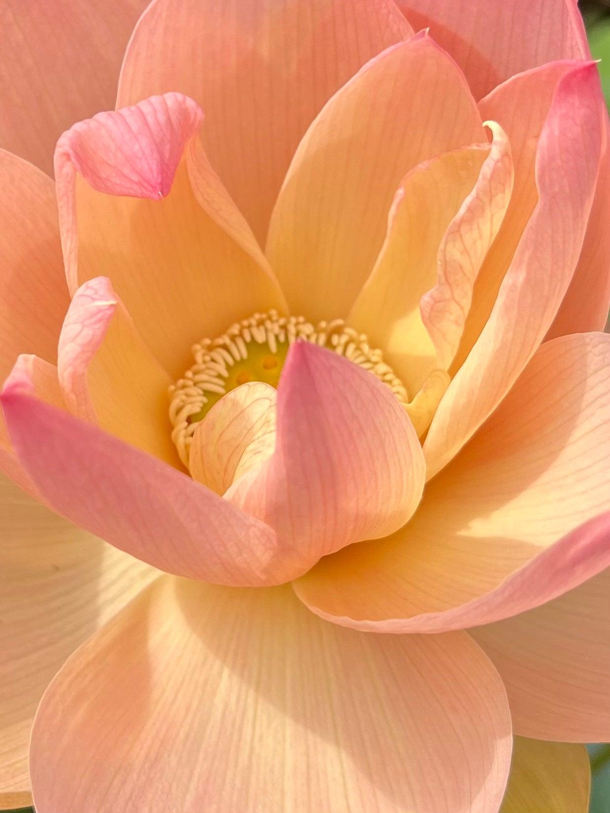 Golden Sunset Lotus (Bare Root) - Play It Koi