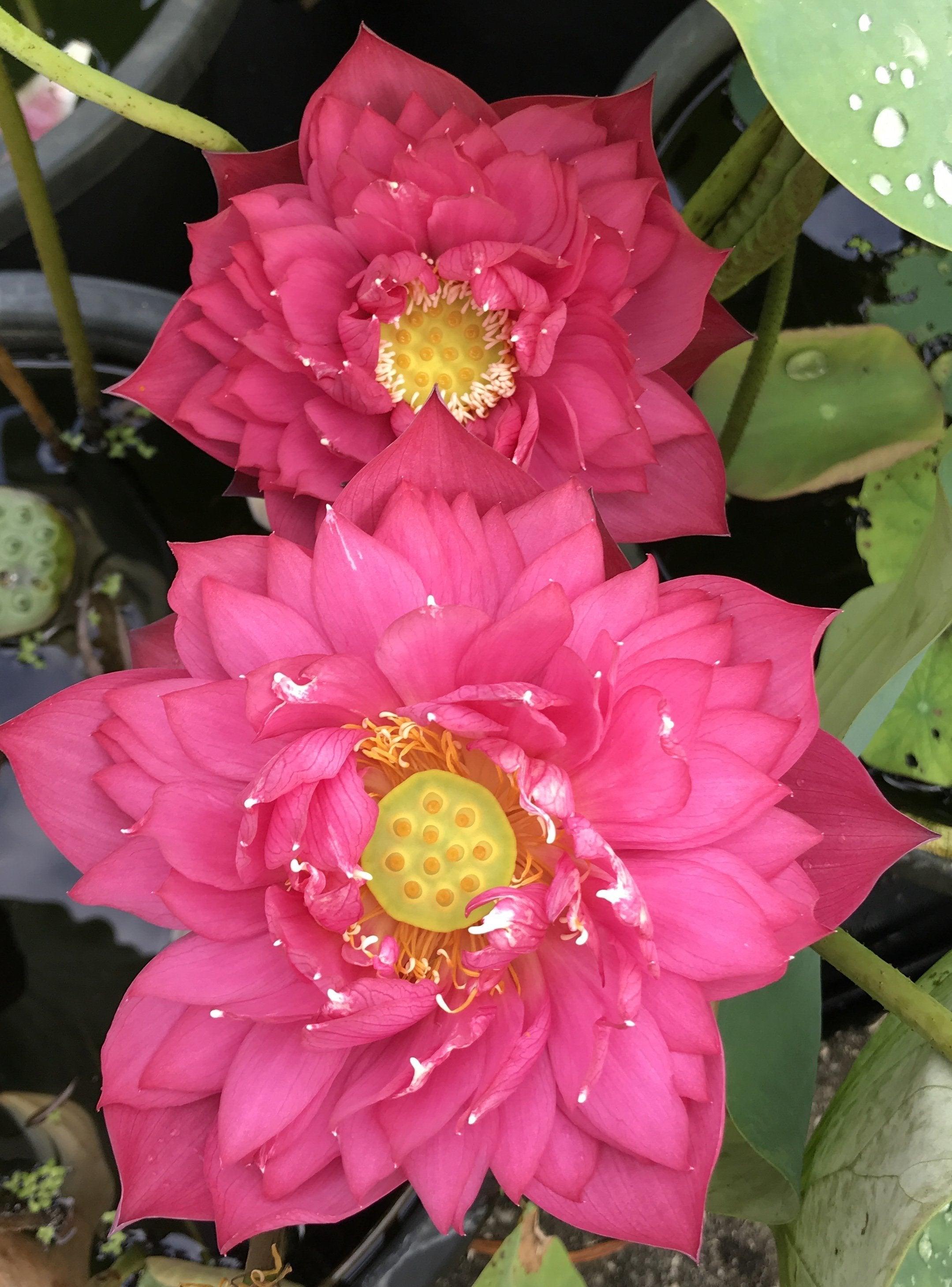 Gorgeous Lotus (Bare Root) - Play It Koi