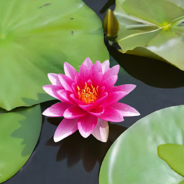 lily pod flower Attraction Red Hardy Water Lily