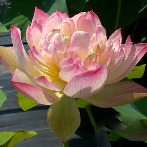 Green in Pink Layers Lotus (Bare Root) - Play It Koi