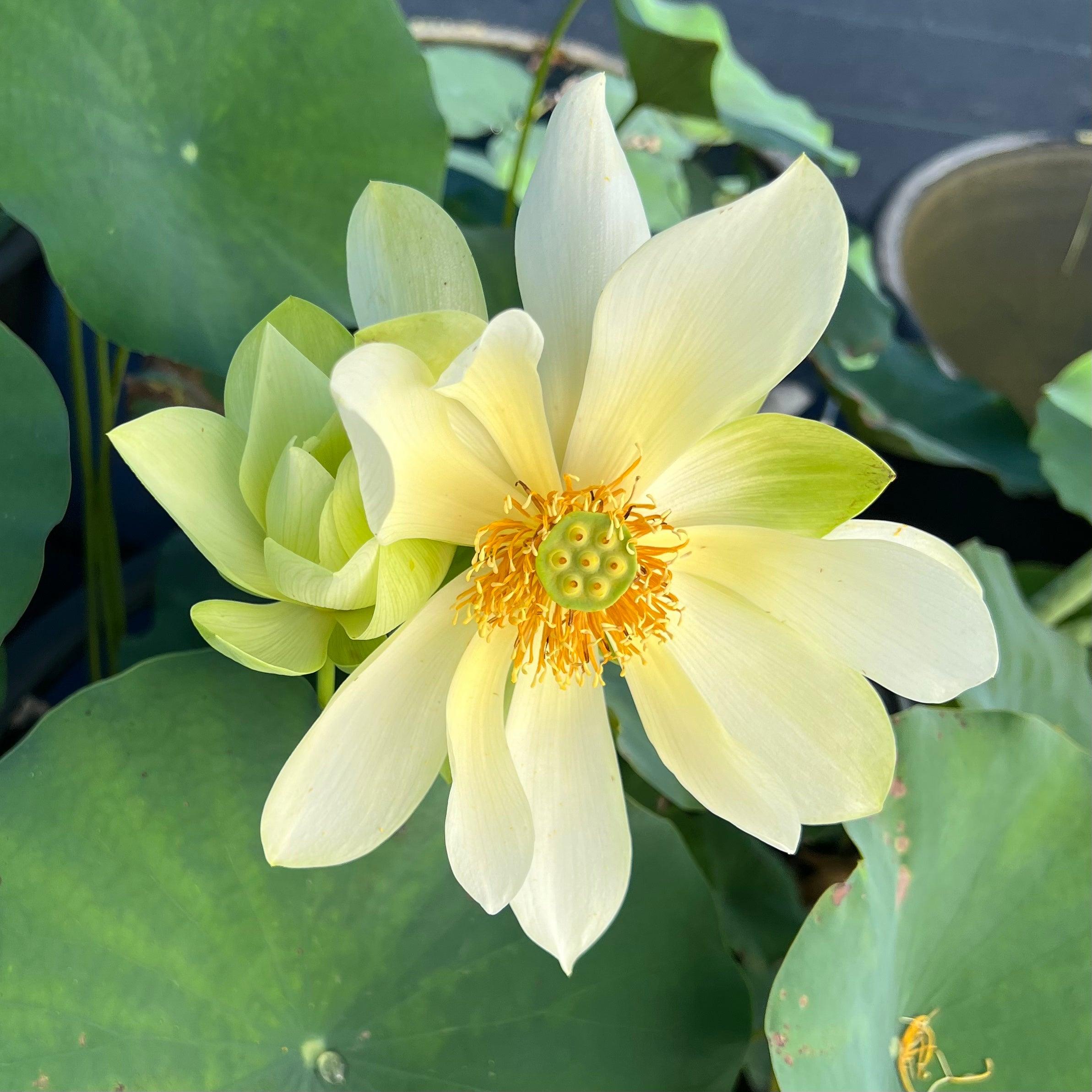 Green Love - Lucky Green Lotus (Bare Root) - Play It Koi