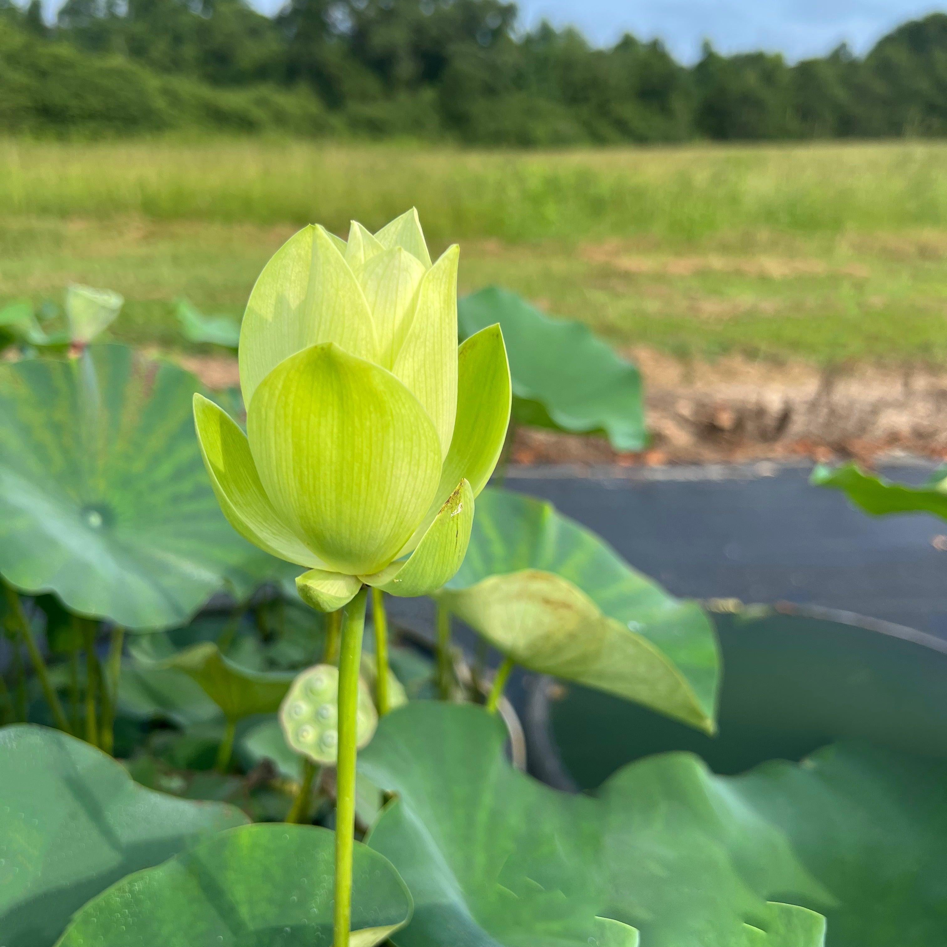 Green Love - Lucky Green Lotus (Bare Root) - Play It Koi