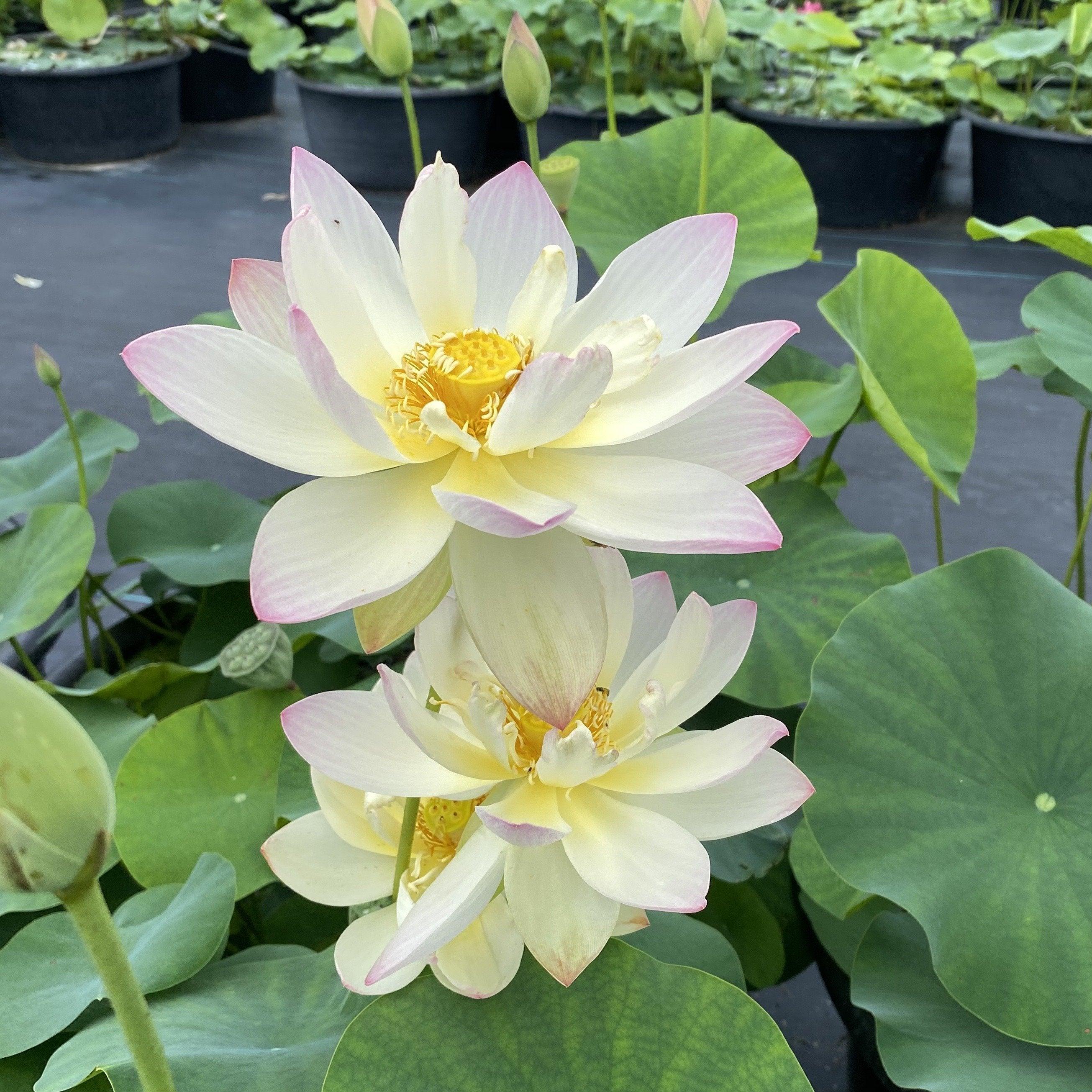 Green Maiden Lotus (Bare Root)