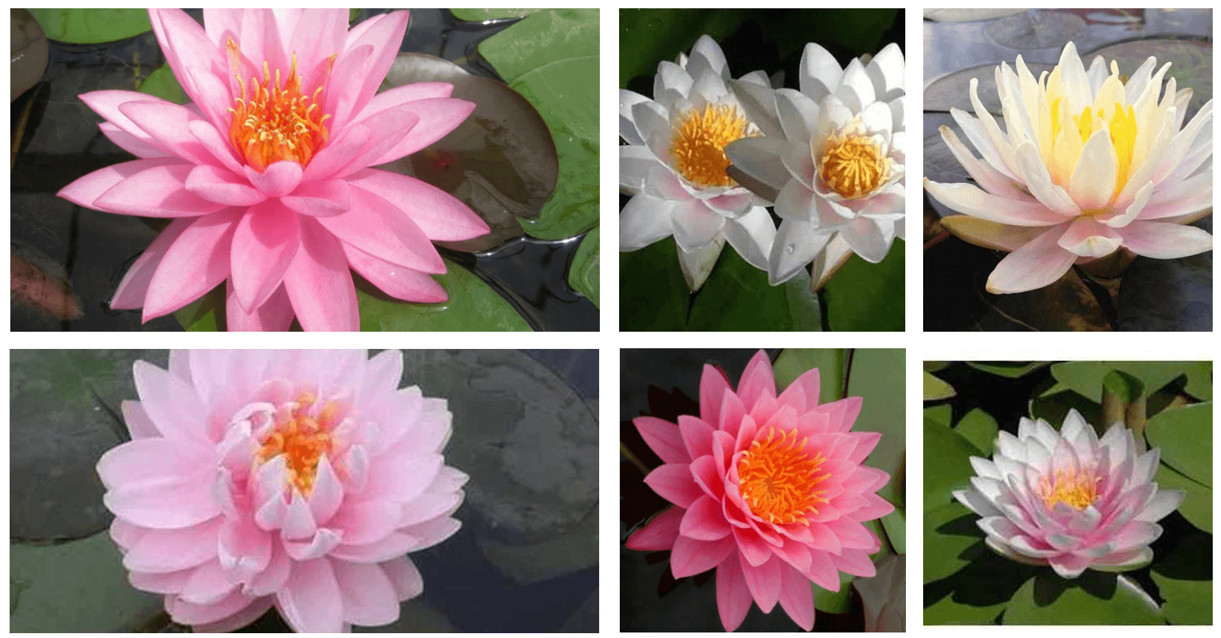 Grower's Choice Pink Hardy Water Lily (Bare Root) - Play It Koi