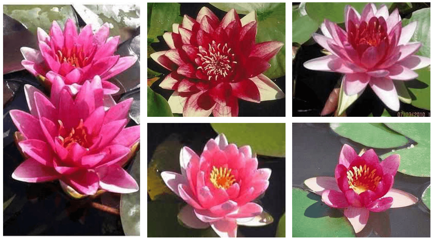 Grower's Choice Red Hardy Water Lily (Bare Root) - Play It Koi
