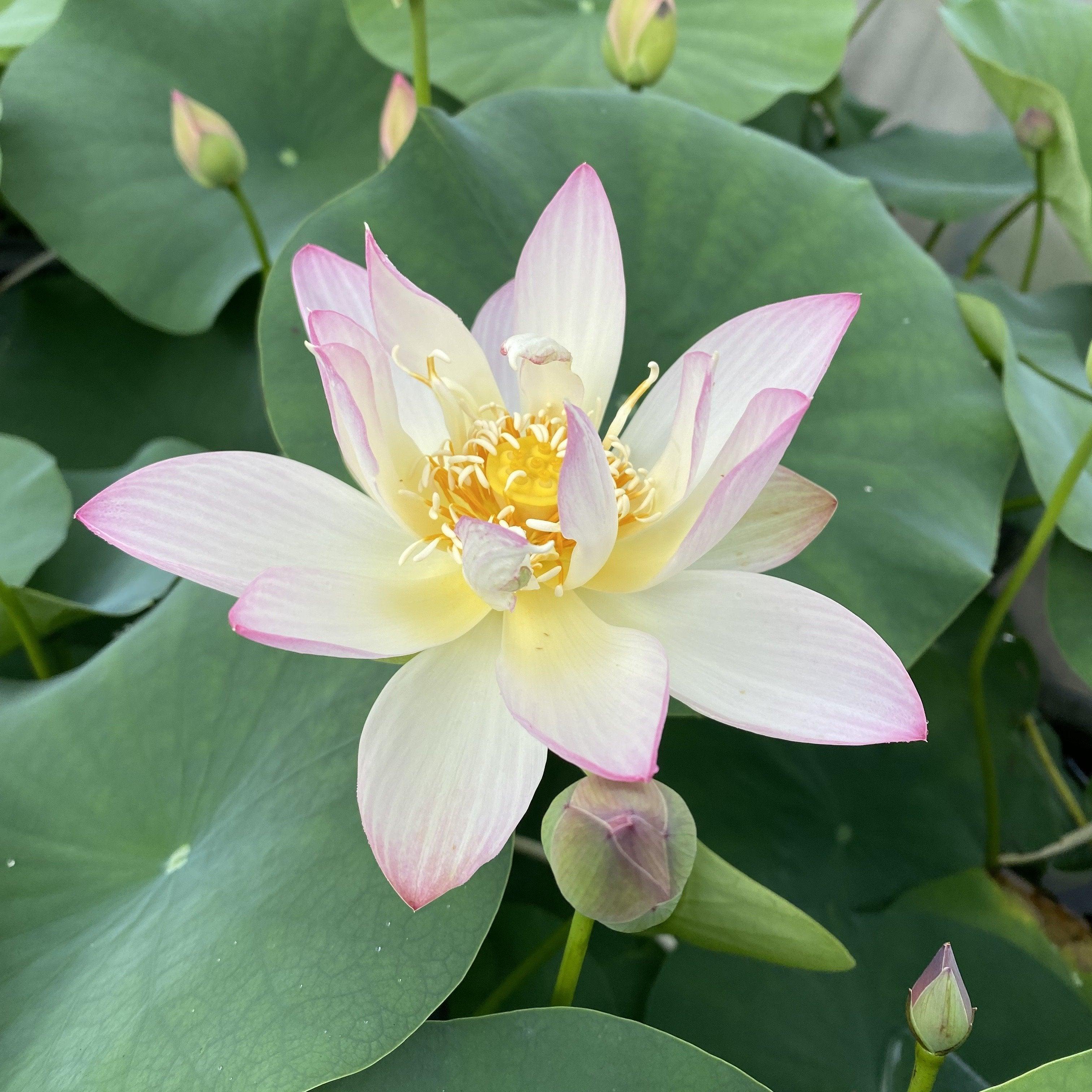 Hands of the Goddess of Mercy - Serenity Reigns Lotus (Bare Root) - Play It Koi