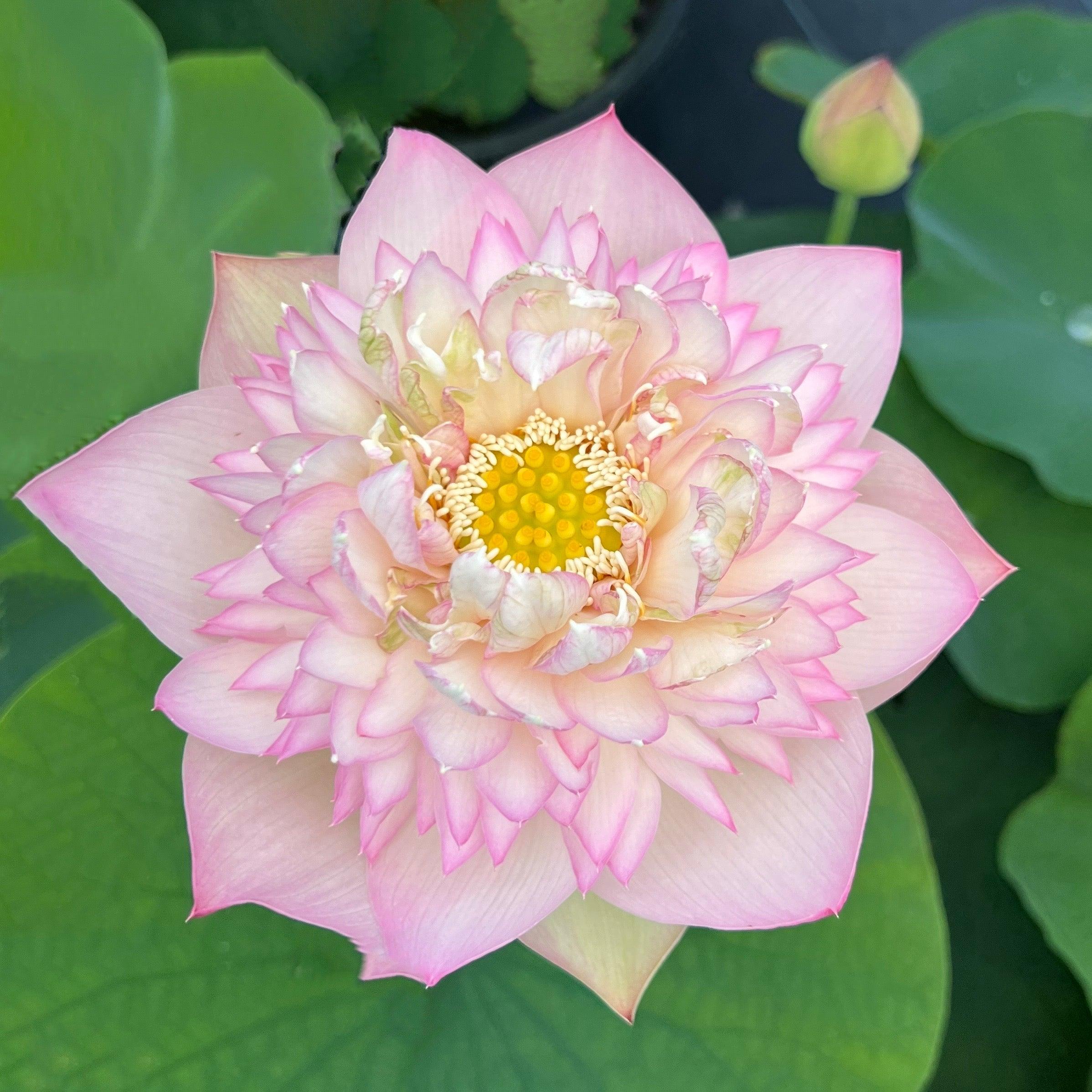 Happy Children -A Blush of Green Lotus (Bare Root) - Play It Koi