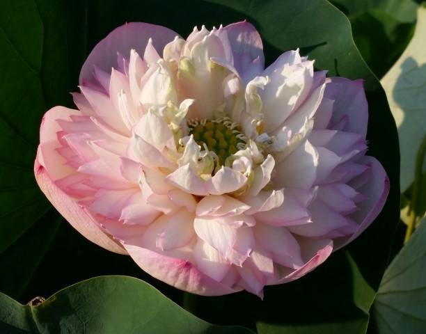 Happy Children -A Blush of Green Lotus (Bare Root) - Play It Koi