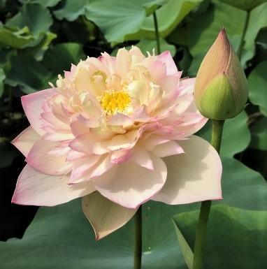 Happy Children -A Blush of Green Lotus (Bare Root) - Play It Koi