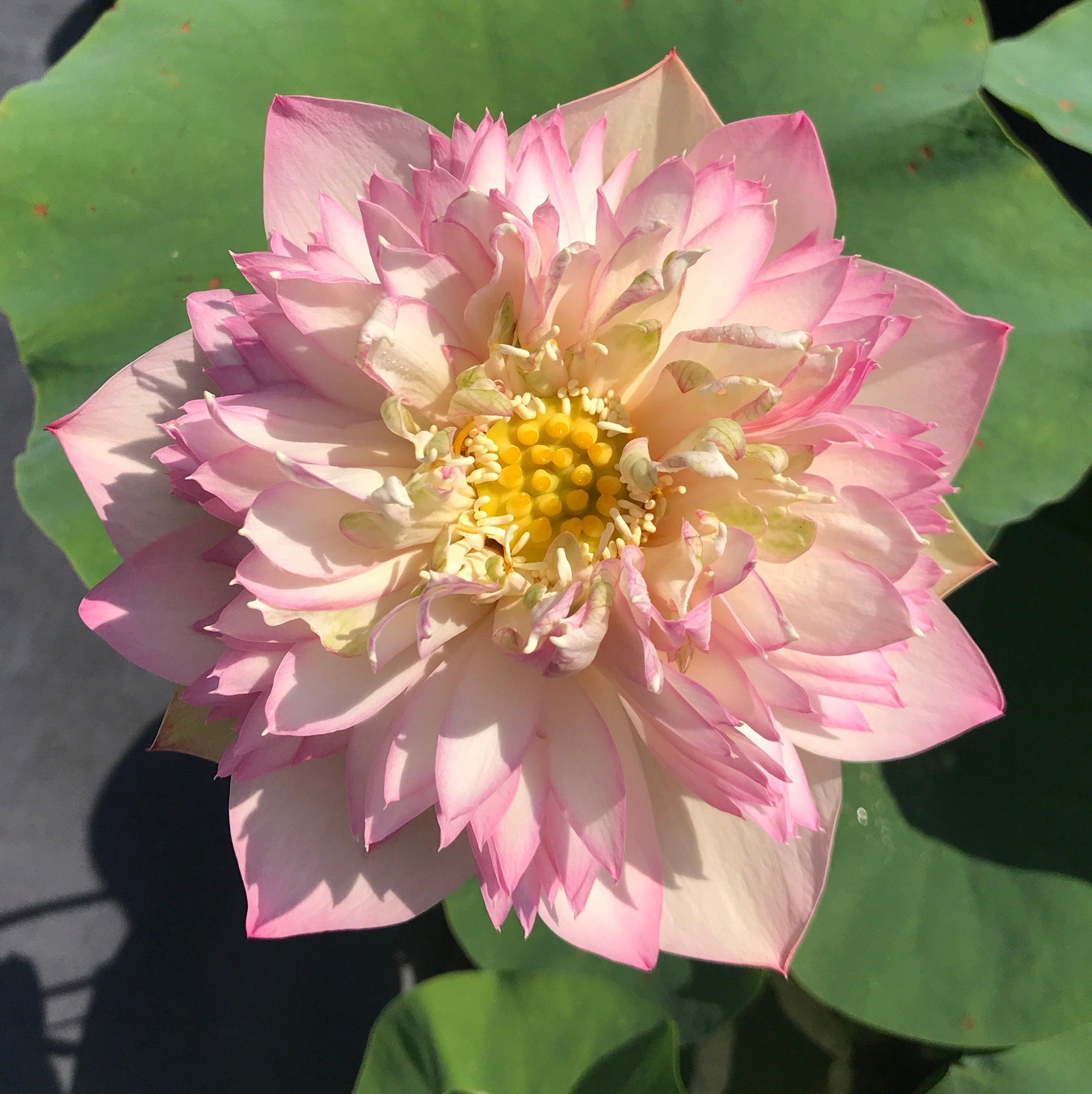 Happy Children -A Blush of Green Lotus (Bare Root) - Play It Koi