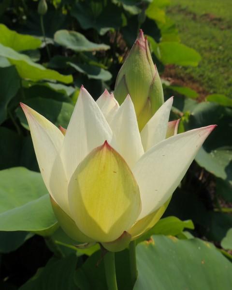 Hope - A Whimsical Little Lotus (Bare Root) - Play It Koi