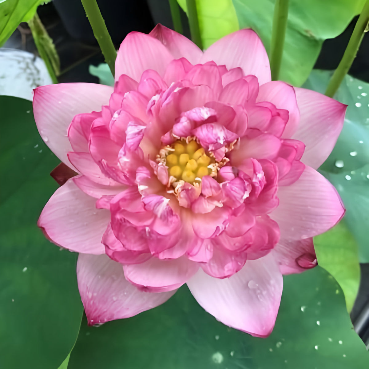 Hurricane - Beauty Blowing Through Lotus (Bare Root) - Play It Koi