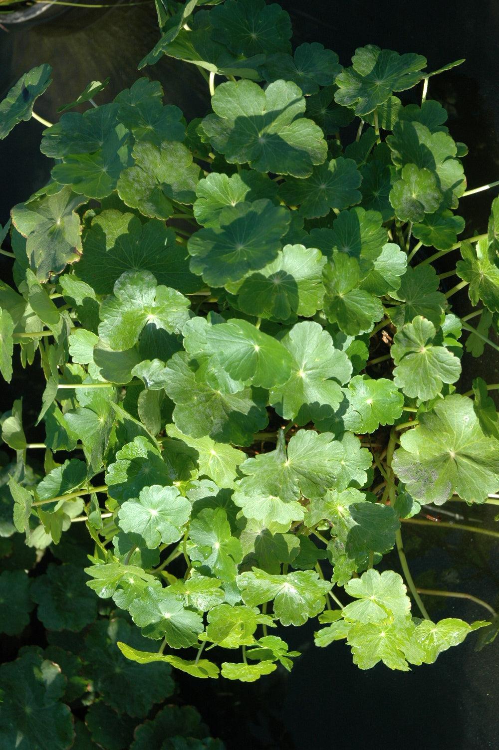 Hydrocotyle verticillata (Water Pennywort) (Bare Root) - Play It Koi