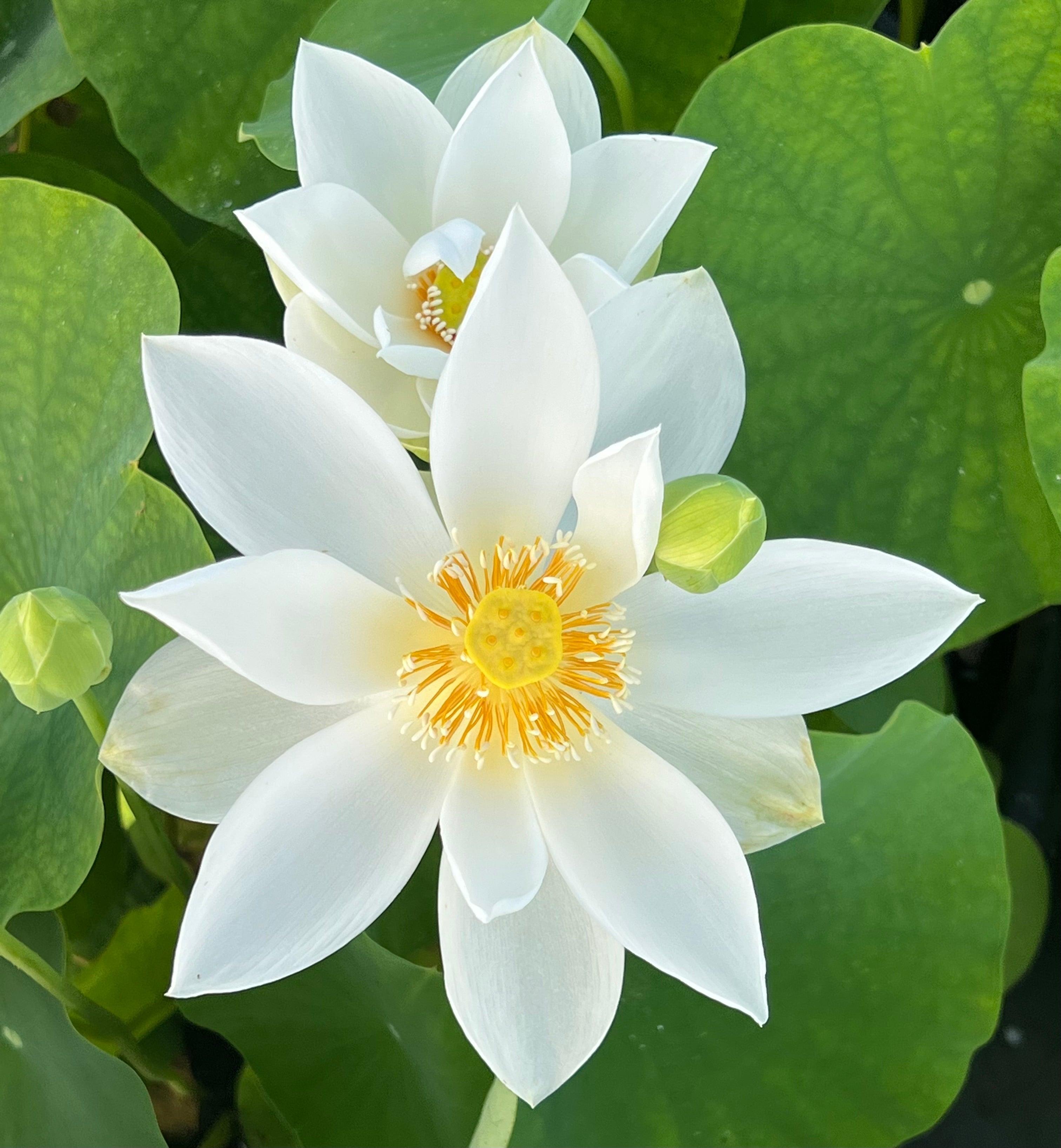 Immaculate - Lovely Pure White Lotus (Bare Root) - Play It Koi
