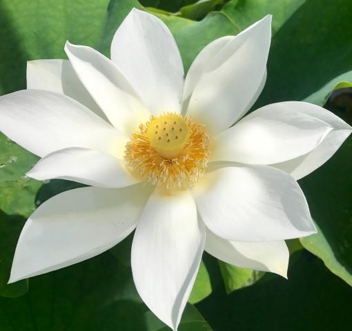 Immaculate - Lovely Pure White Lotus (Bare Root) - Play It Koi