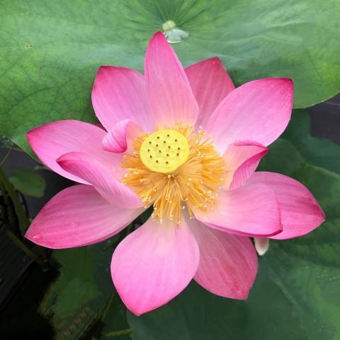 Inspiration Lotus (Bare Root) - Play It Koi