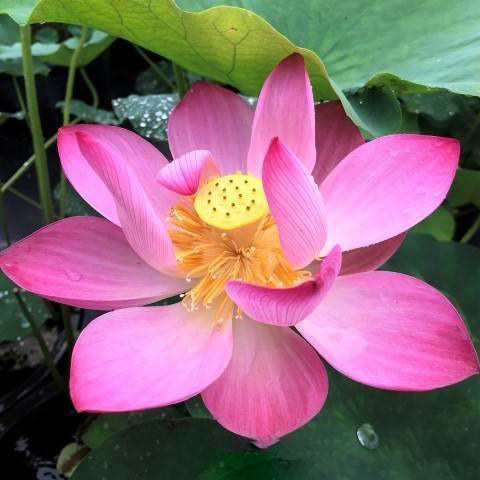 Inspiration Lotus (Bare Root) - Play It Koi