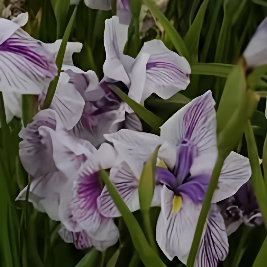 Iris Ensata 'Murakumo' (Bare Root) - Play It Koi