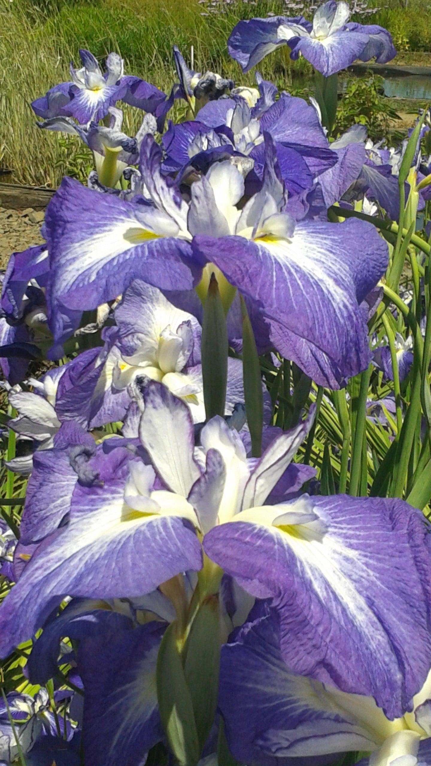Iris Ensata 'Violet Purple' (Bare Root) - Play It Koi