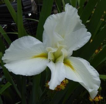 Iris Louisiana 'Cajun White Lightening' (Bare Root) - Play It Koi