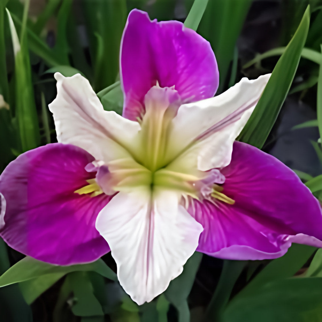 iris-louisiana-colorific-bare-