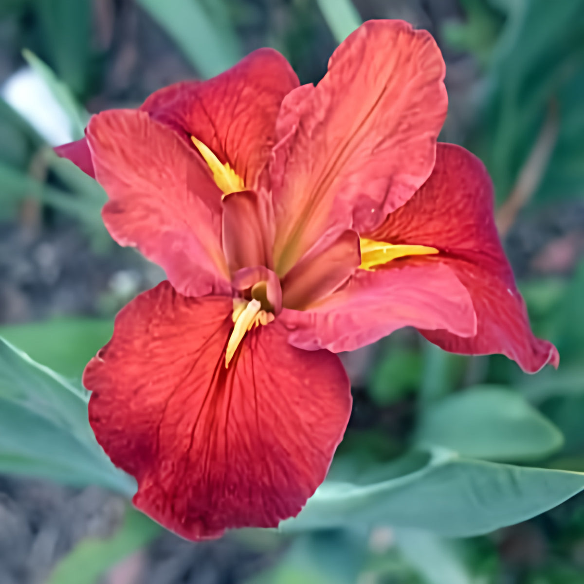 Iris Louisiana 'Red Beans' Iris (Bare Root) - Play It Koi