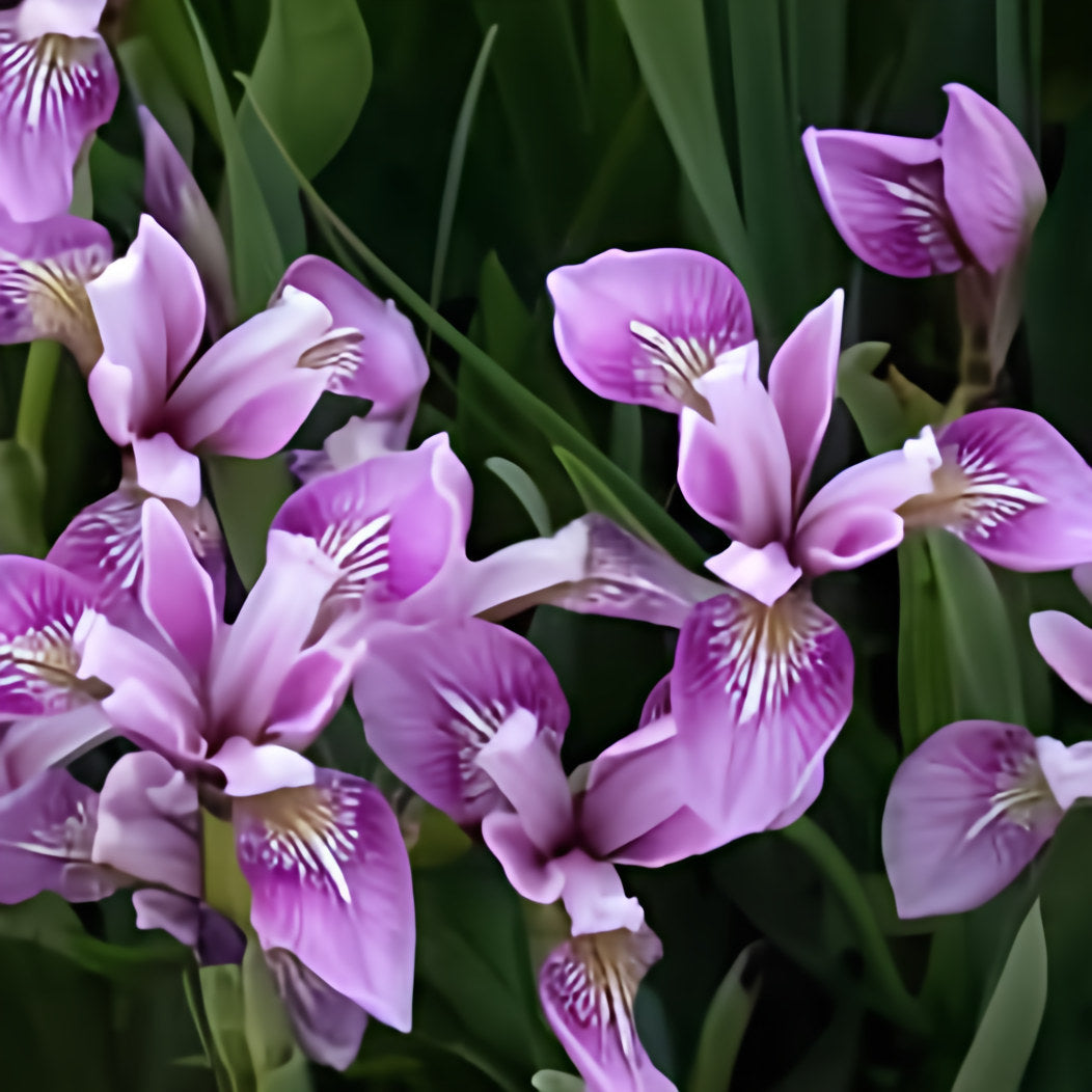 Iris Versicolor 'Deep Rose' (Bare Root) - Play It Koi