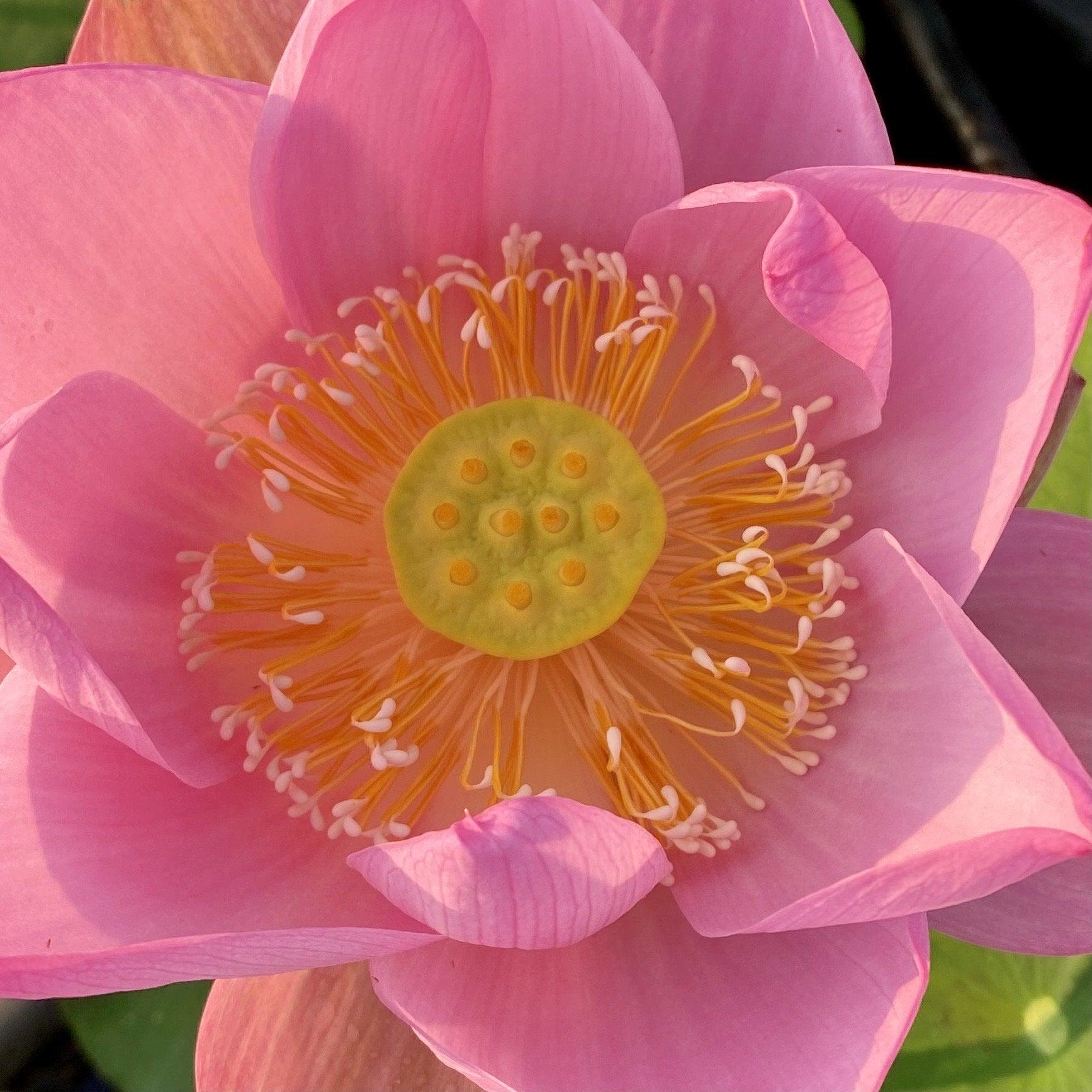 Jeannie's Smile - Our Happy Flower Lotus (Bare Root) - Play It Koi