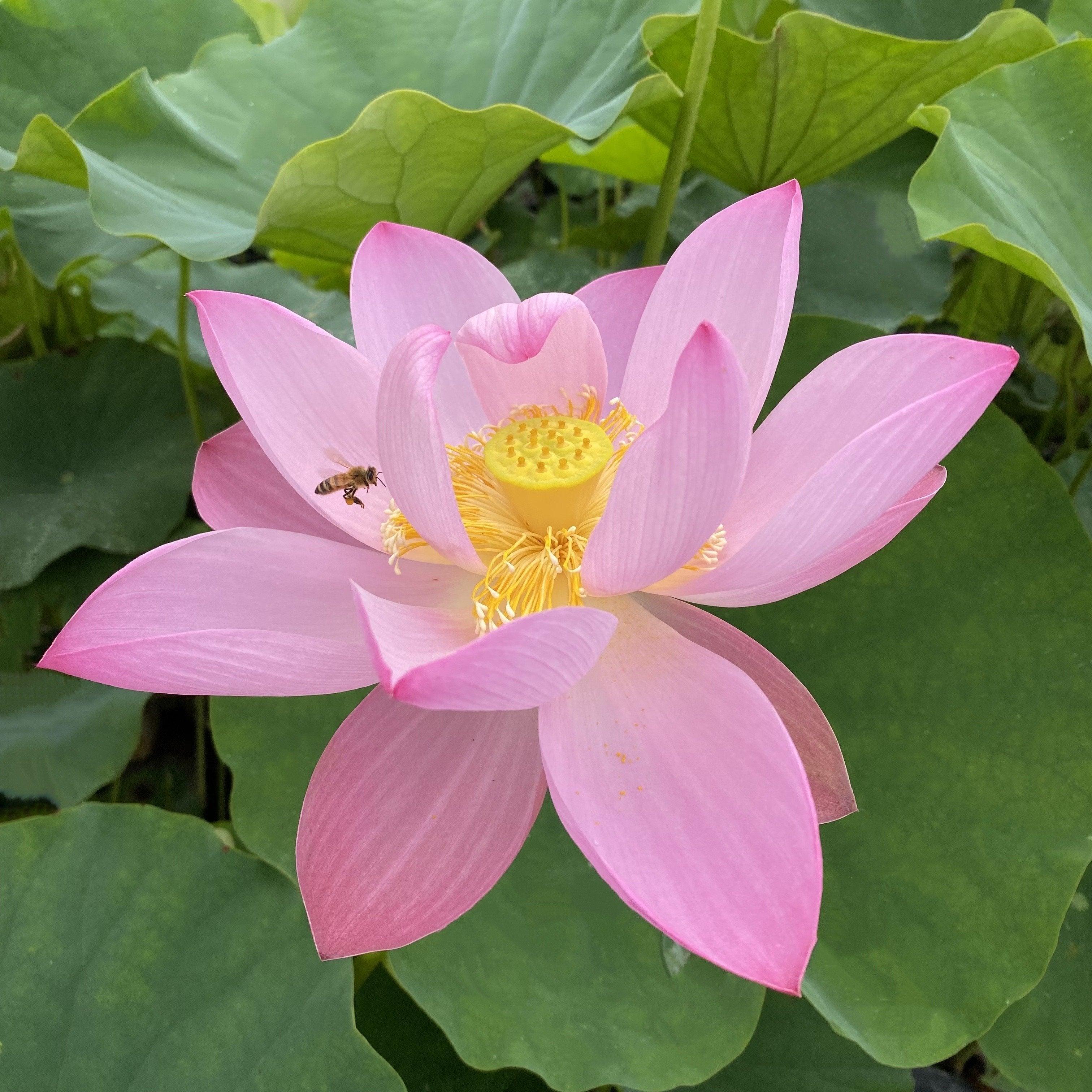 Jeannie's Smile - Our Happy Flower Lotus (Bare Root) - Play It Koi