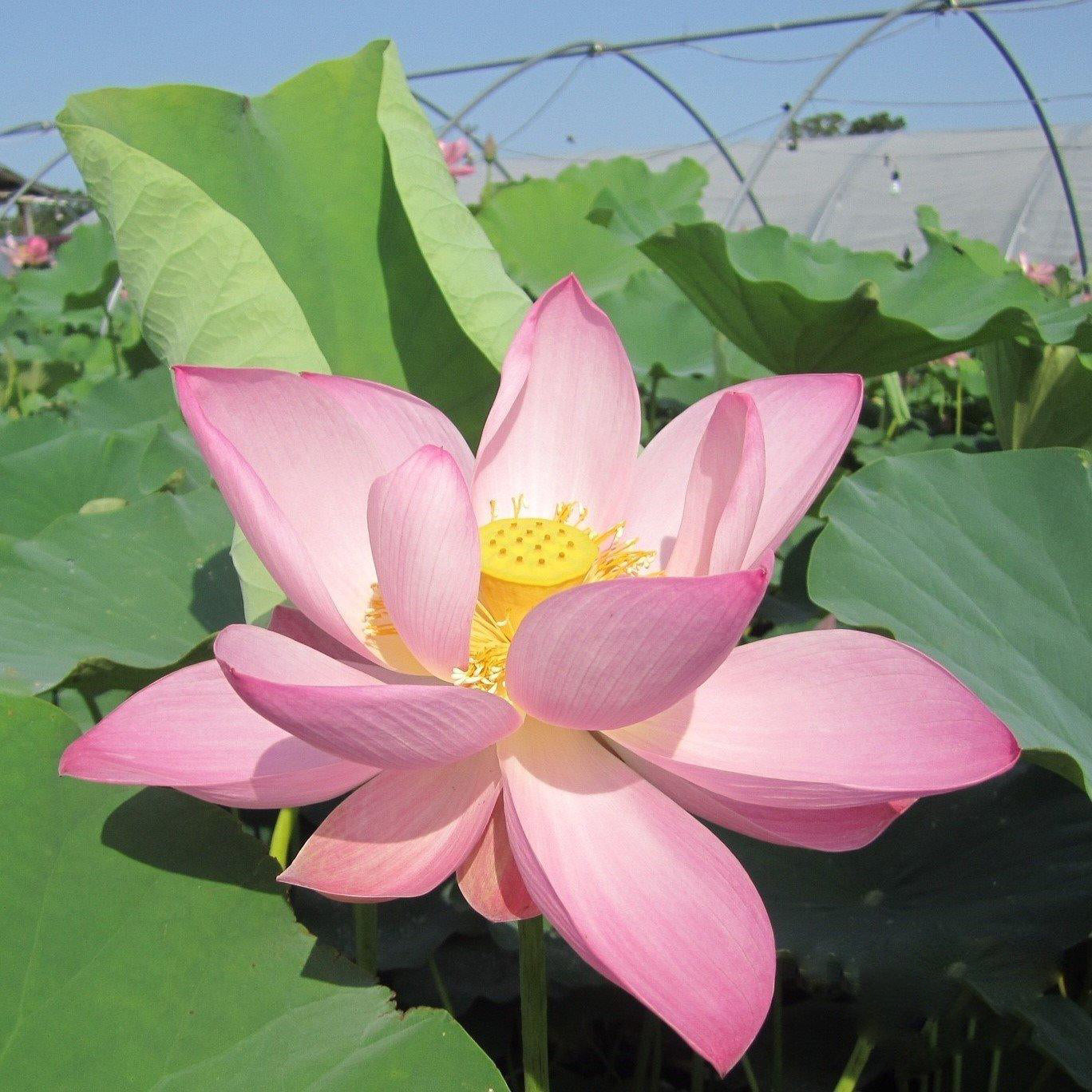 Jeannie's Smile - Our Happy Flower Lotus (Bare Root) - Play It Koi