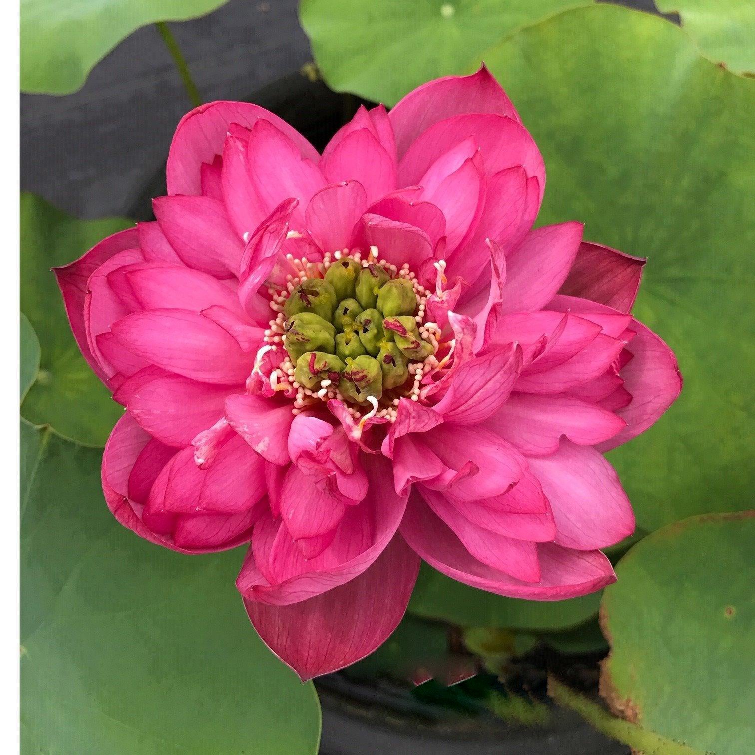 Jewel Flower - The Gem of the Garden Lotus (Bare Root) - Play It Koi