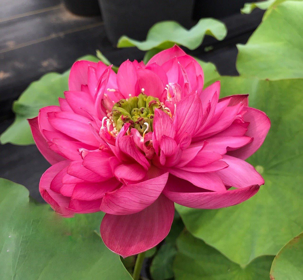 Jewel Flower - The Gem of the Garden Lotus (Bare Root) - Play It Koi