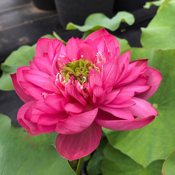 jewel-flower-the-gem-of-the-