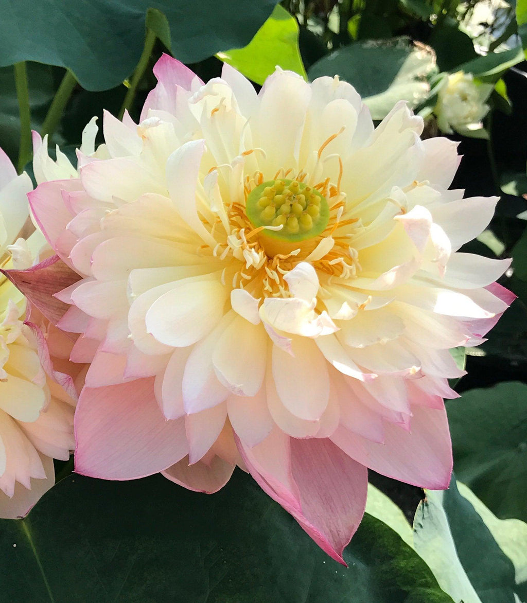 Vcolor Lotus Jin Se - Luminous Color Lotus (Bare Root)