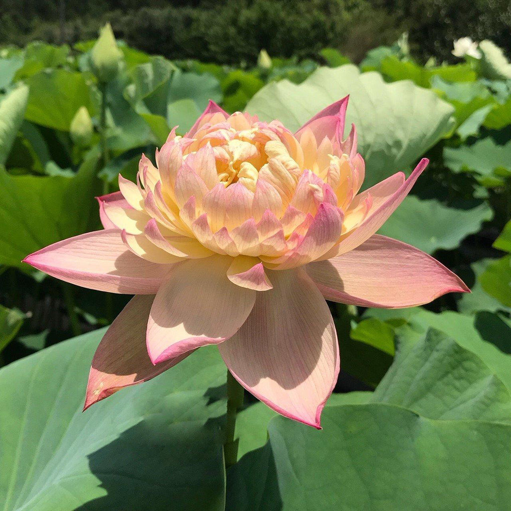 Vcolor Lotus Jin Se - Luminous Color Lotus (Bare Root)
