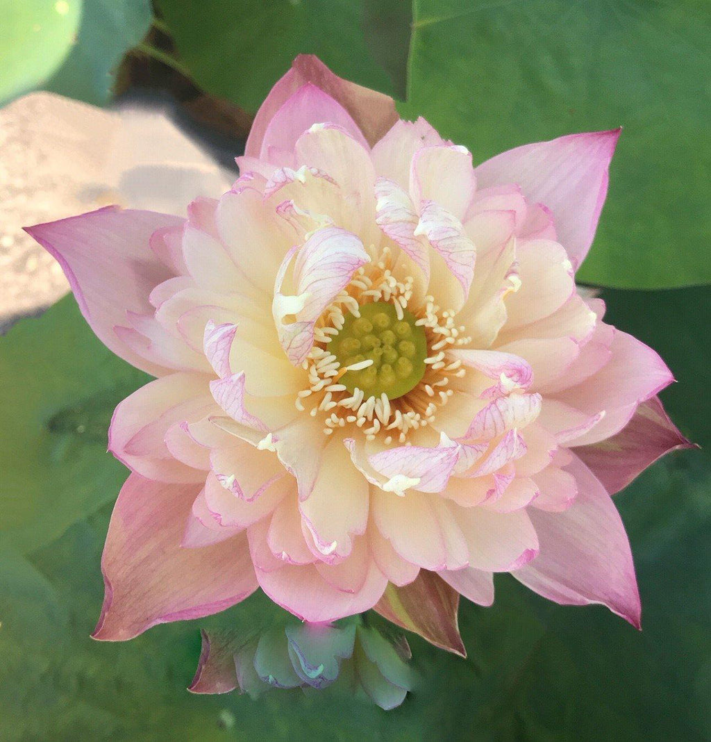 Vcolor Lotus Jin Se - Luminous Color Lotus (Bare Root)