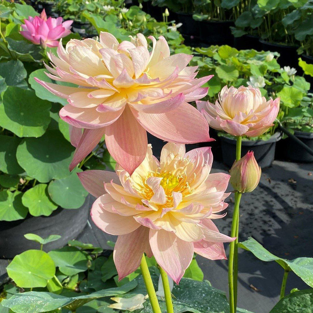 Vcolor Lotus Jin Se - Luminous Color Lotus (Bare Root)