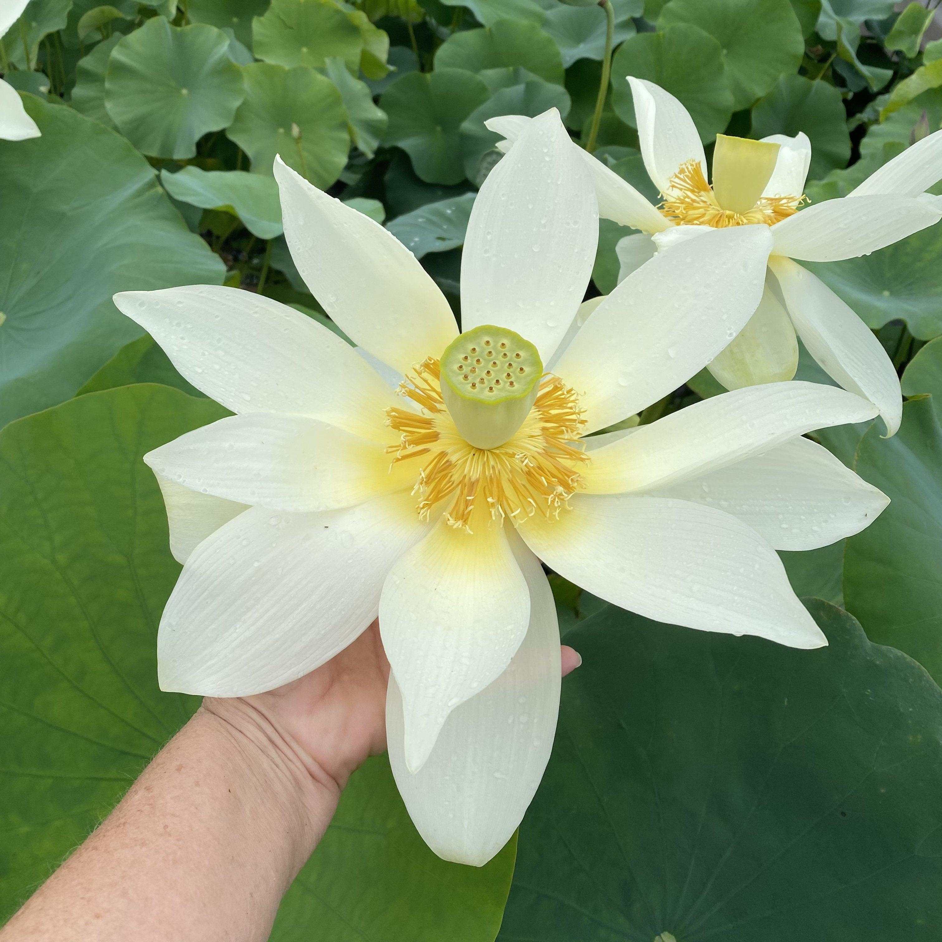 Jinling Elite - Huge Flowered Lotus (Bare Root) - Play It Koi