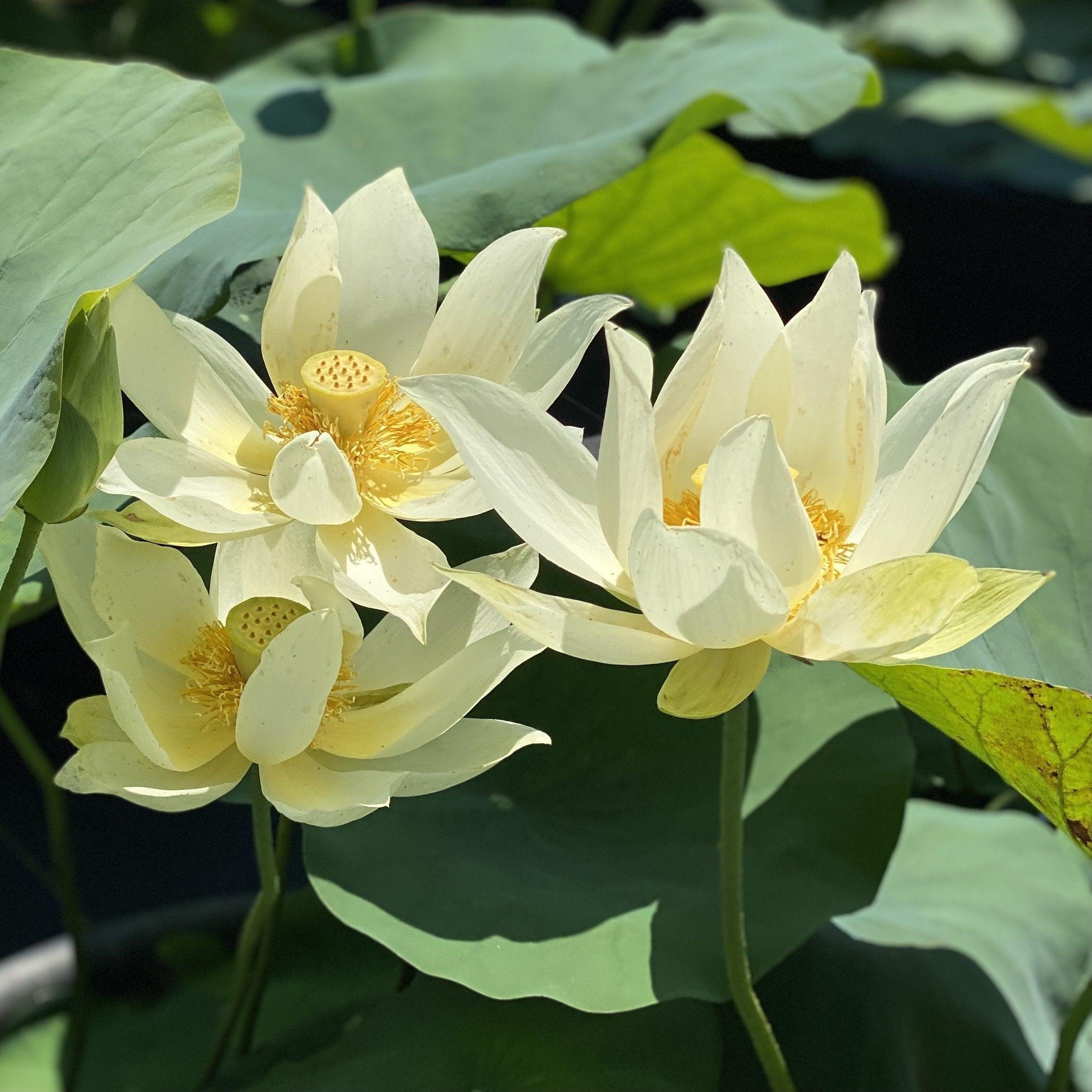 Jinling Elite - Huge Flowered Lotus (Bare Root) - Play It Koi