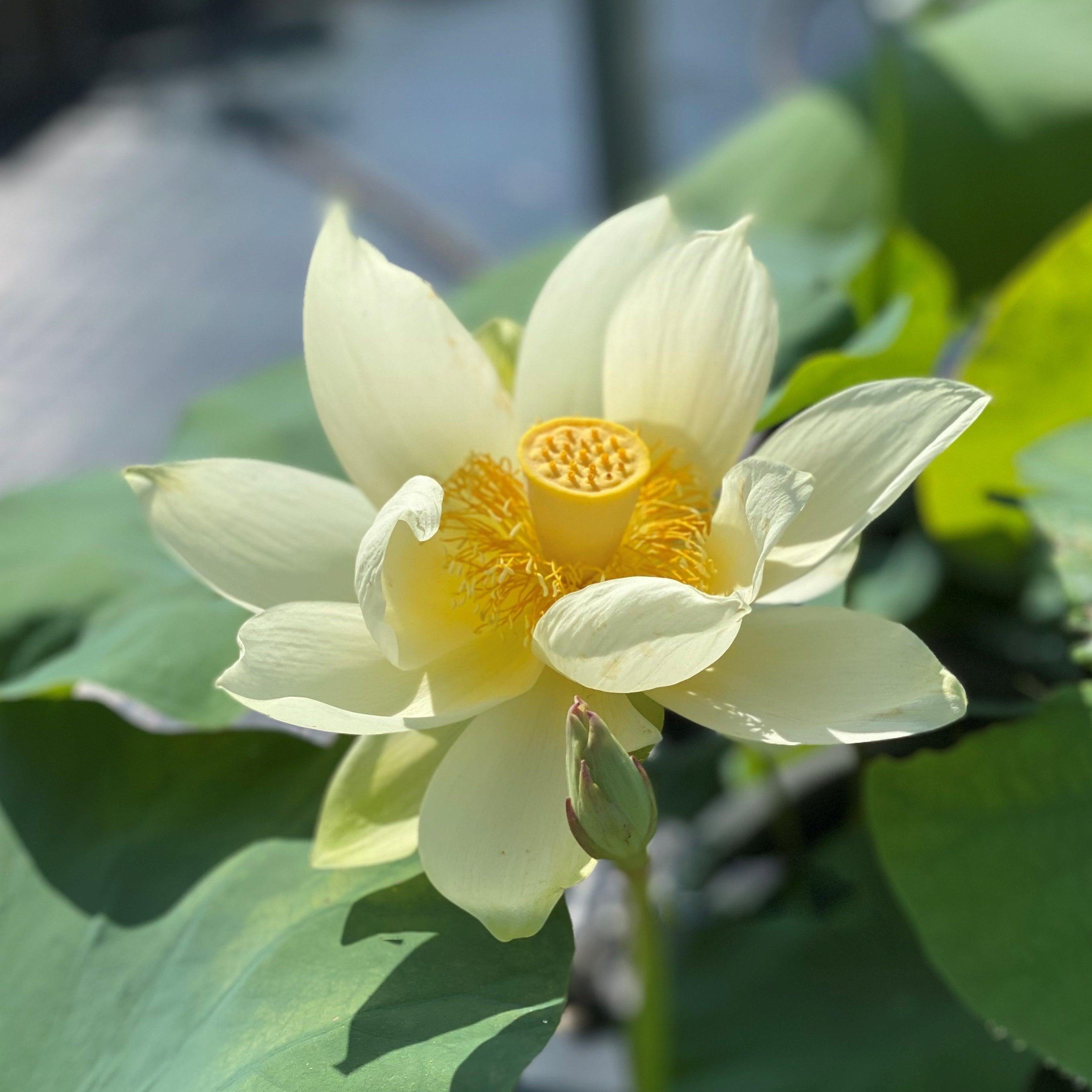 Jinling Elite - Huge Flowered Lotus (Bare Root) - Play It Koi