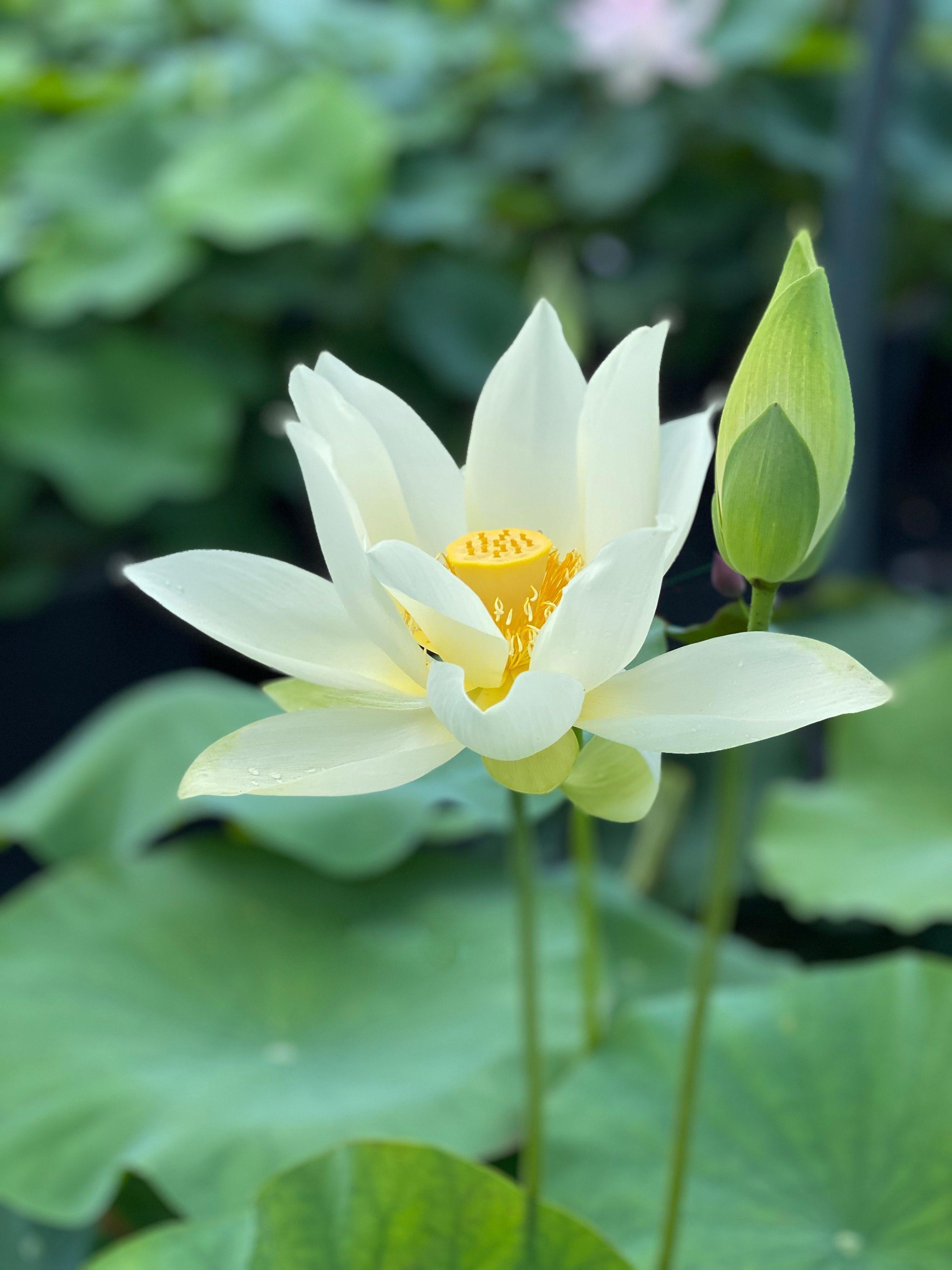 Jinling Elite - Huge Flowered Lotus (Bare Root) - Play It Koi