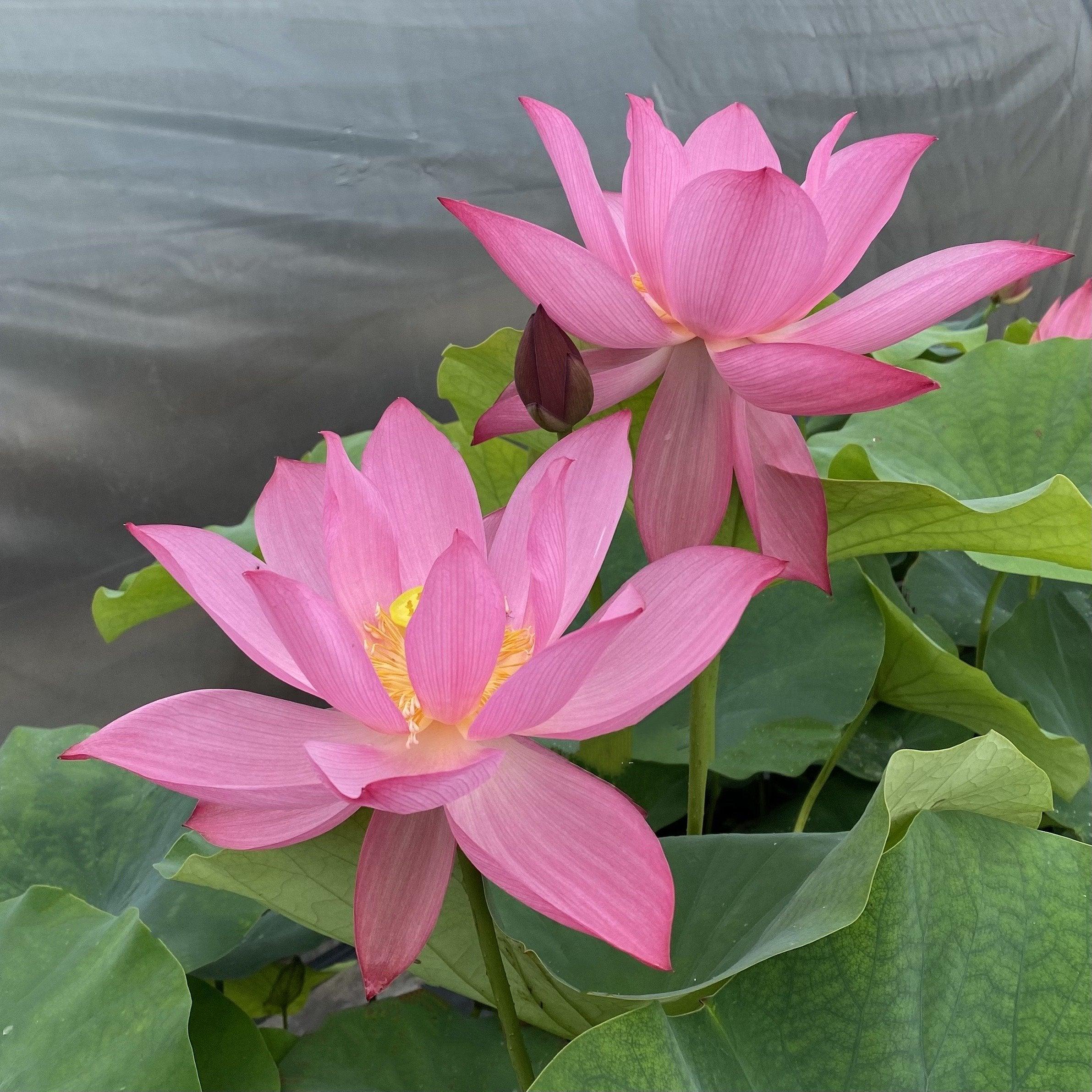 Ju Zi Lotus (Bare Root) - Play It Koi