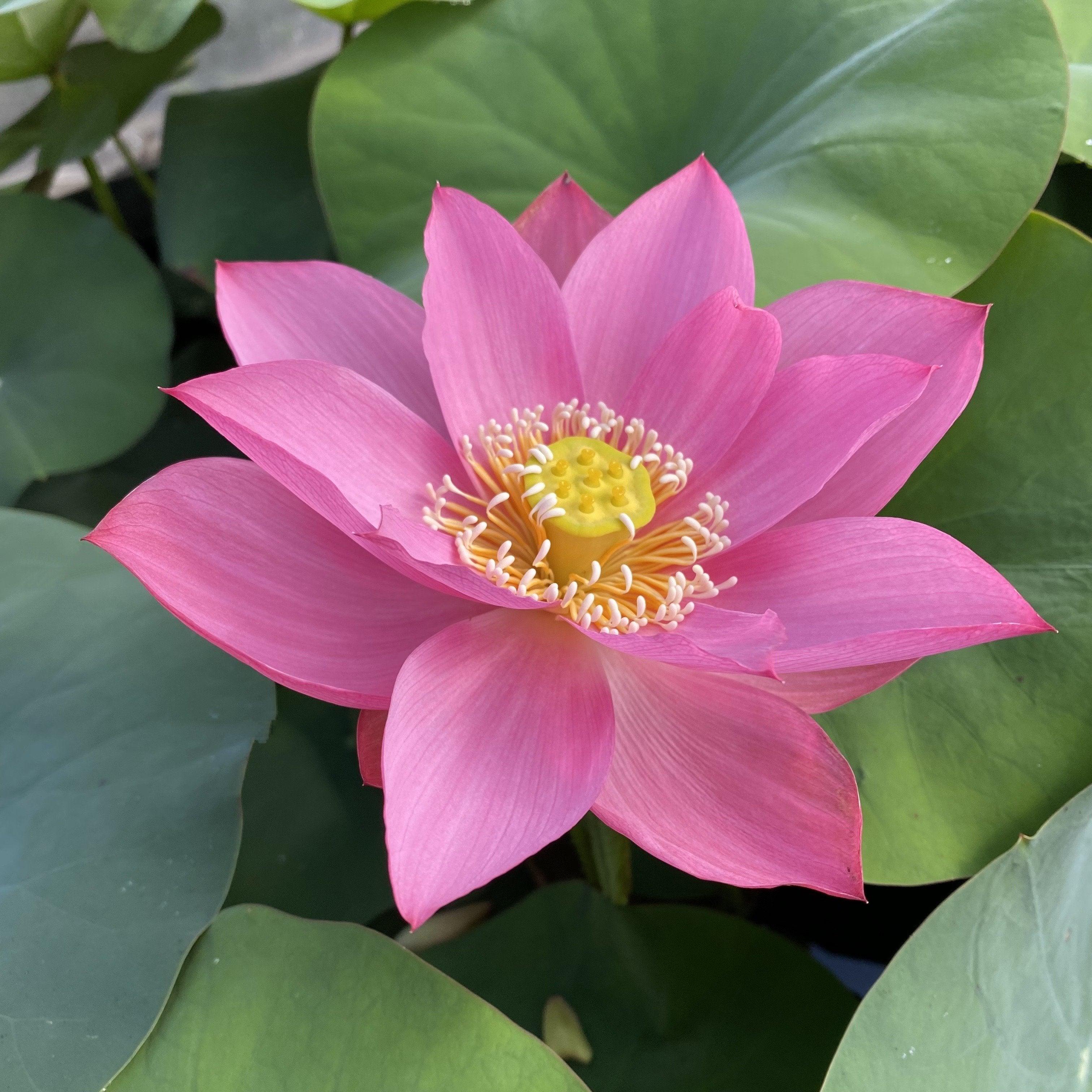 Ju Zi Lotus (Bare Root) - Play It Koi