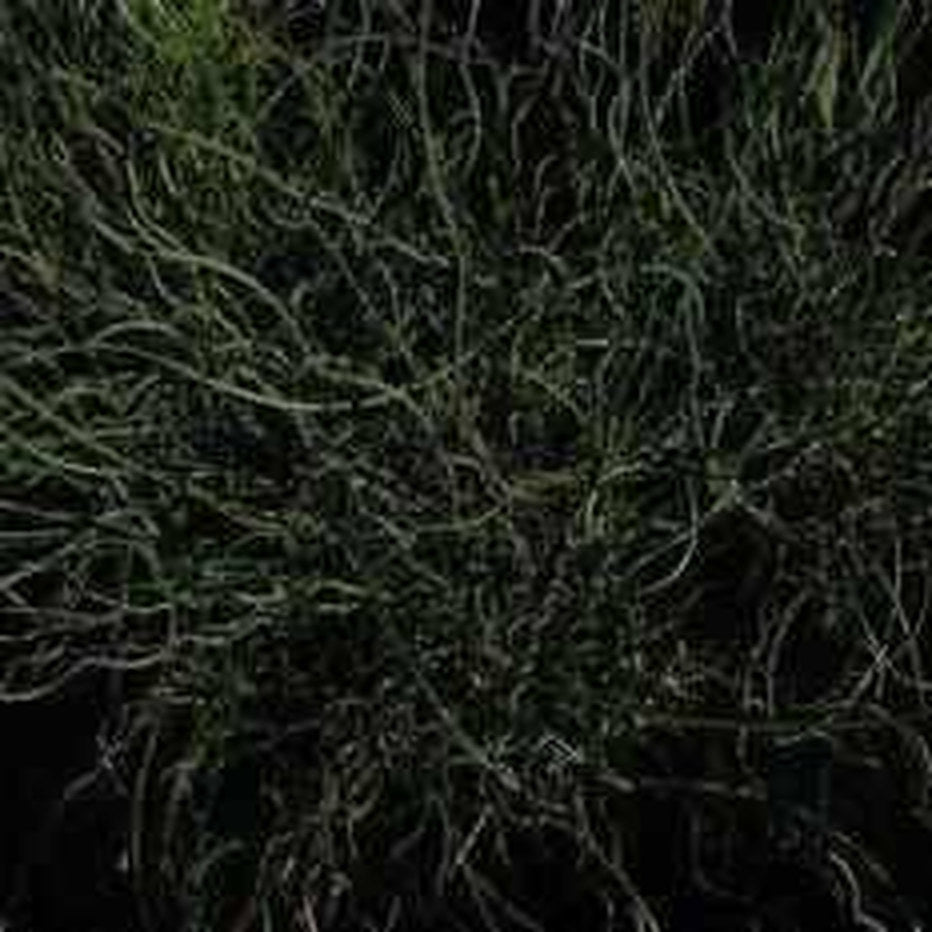 Juncus Effuses 'Unicorn' (Bare Root) - Play It Koi
