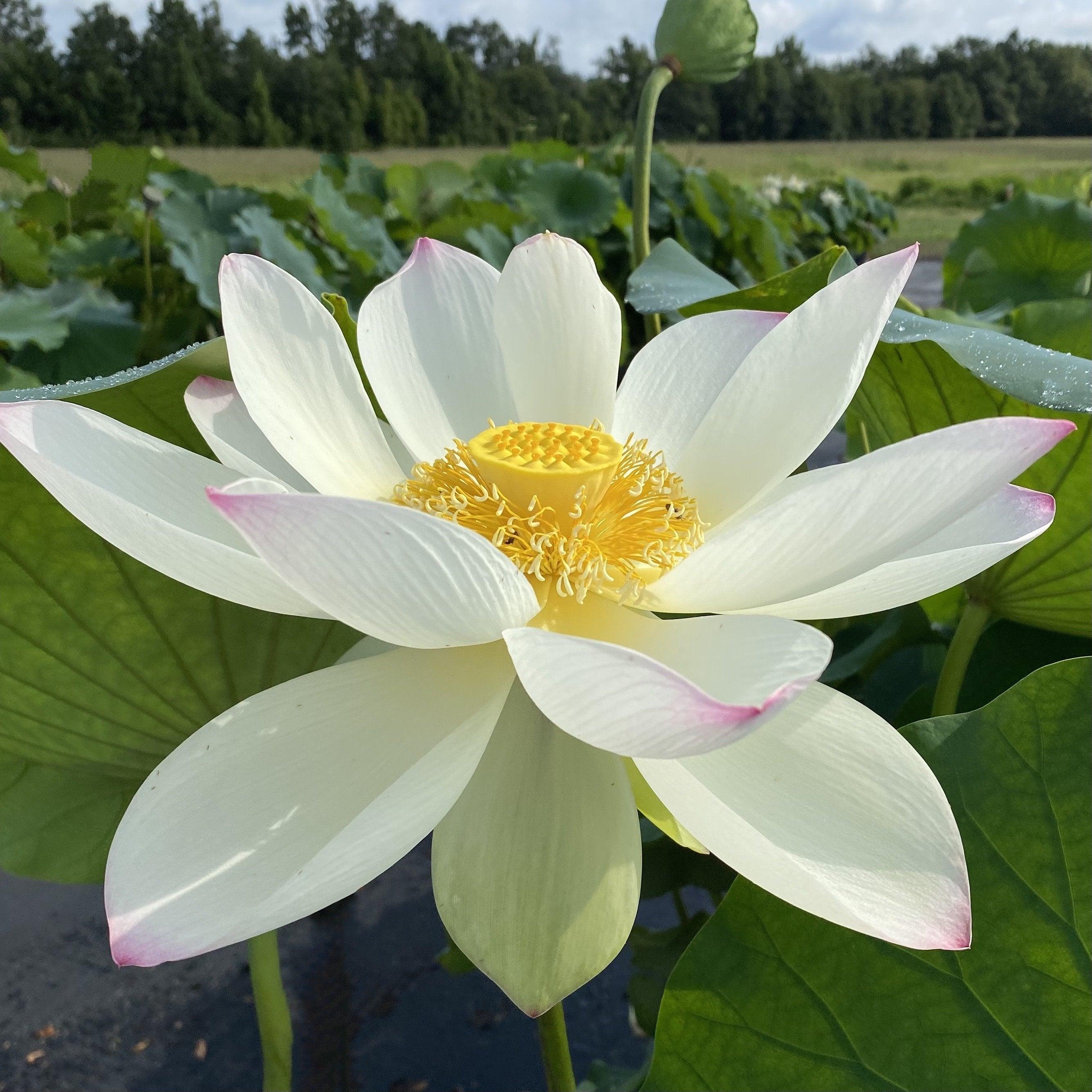 Ken's Dream Lotus (Bare Root) - Play It Koi