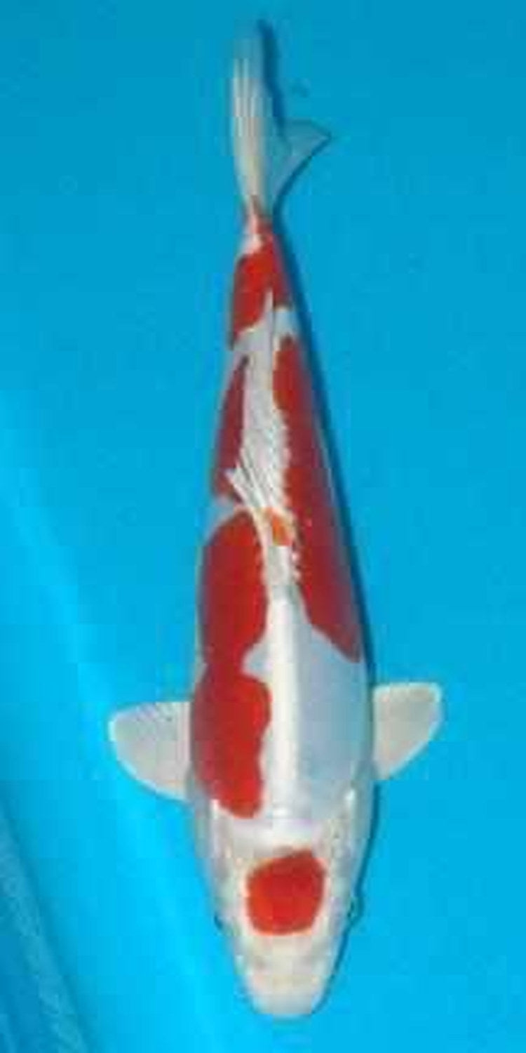 Kikusui - Play It Koi