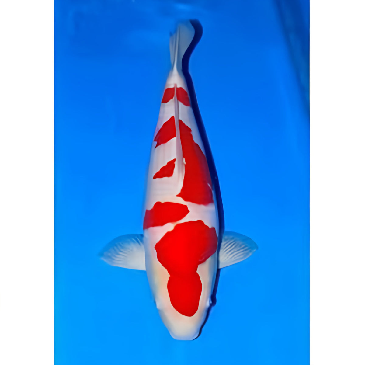 Kohaku - Play It Koi